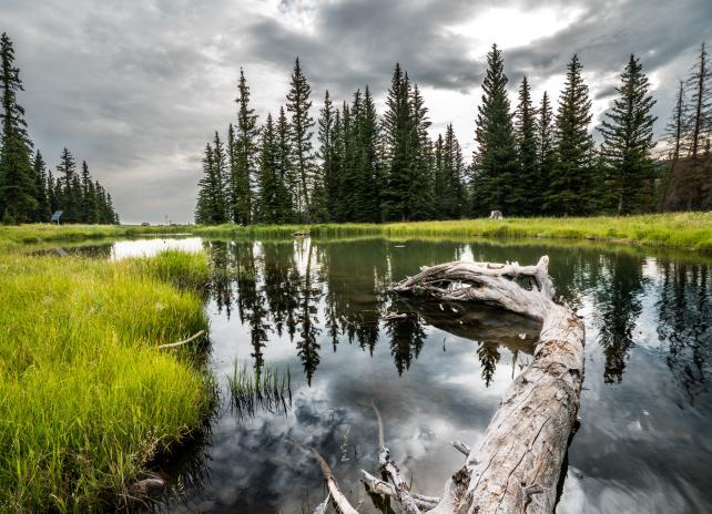 A pond on private land with a log and grass in the foreground and trees and dark stormy skies in the background
