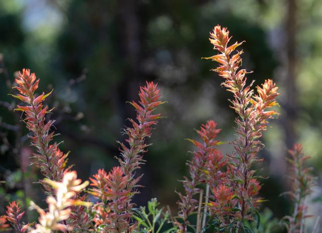 Close up of Indian paintbrush plant in a forest