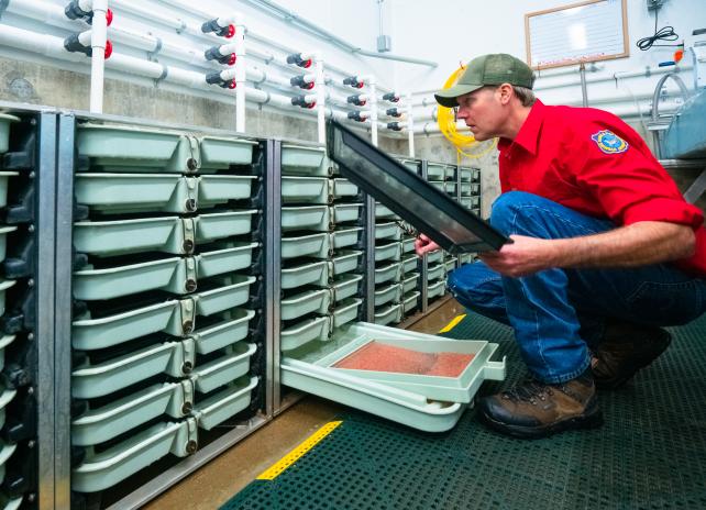 Story Fish Hatchery Superintendent Steve Diekema pulls eyed kokanee eggs from drip incubator trays to ship to Speas Fish Hatchery
