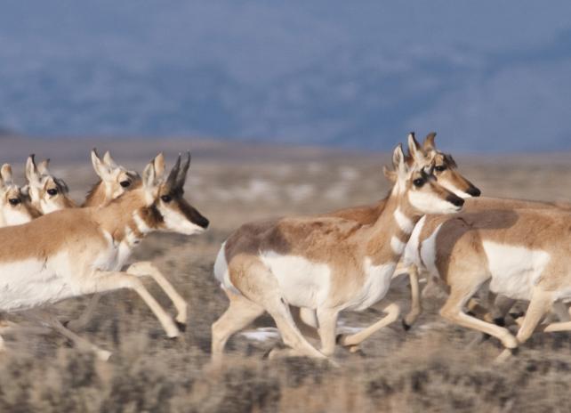 Pronghorn running Pronghorn running