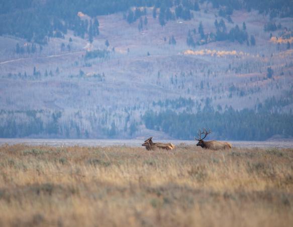 Bull and cow elk moving through field Bull and cow elk moving through field