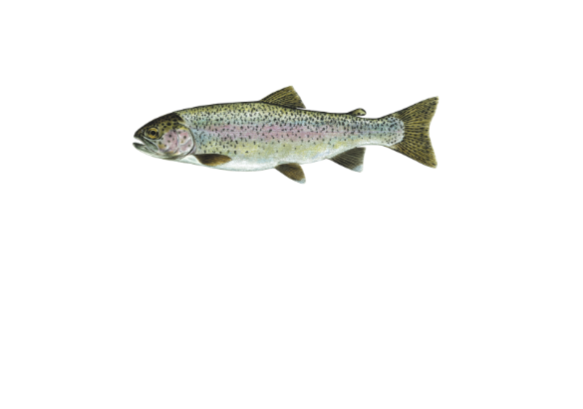 Rainbow Trout Illustration