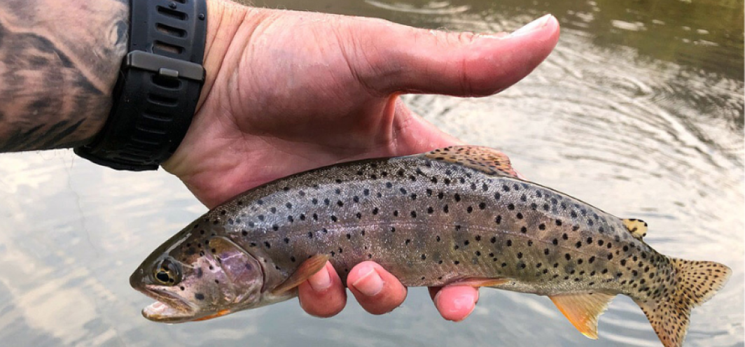 The palm and fingers of a male hand holding a bonneville cutthroat trout above the water for a photo.