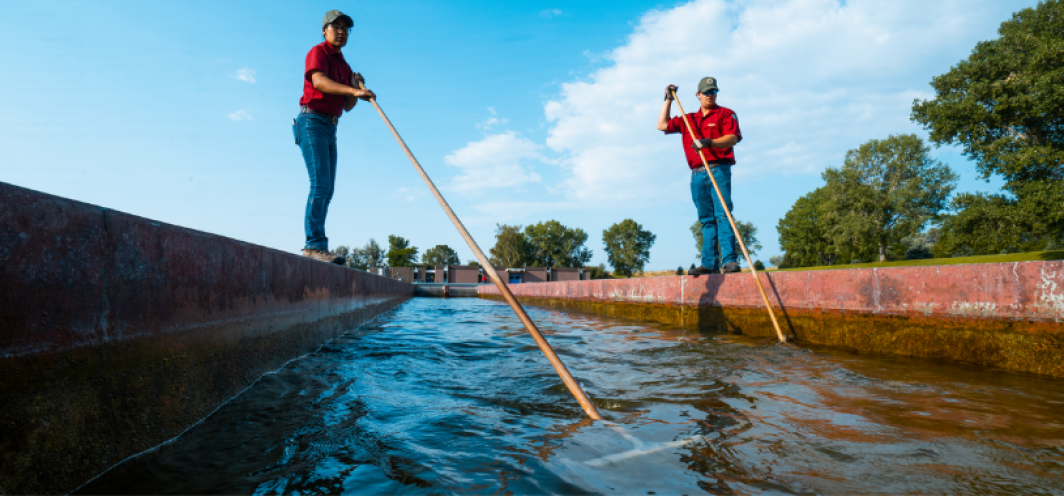Clark's Fork hatchery personnel clean the concrete raceways with a long-handled floor squeegee.