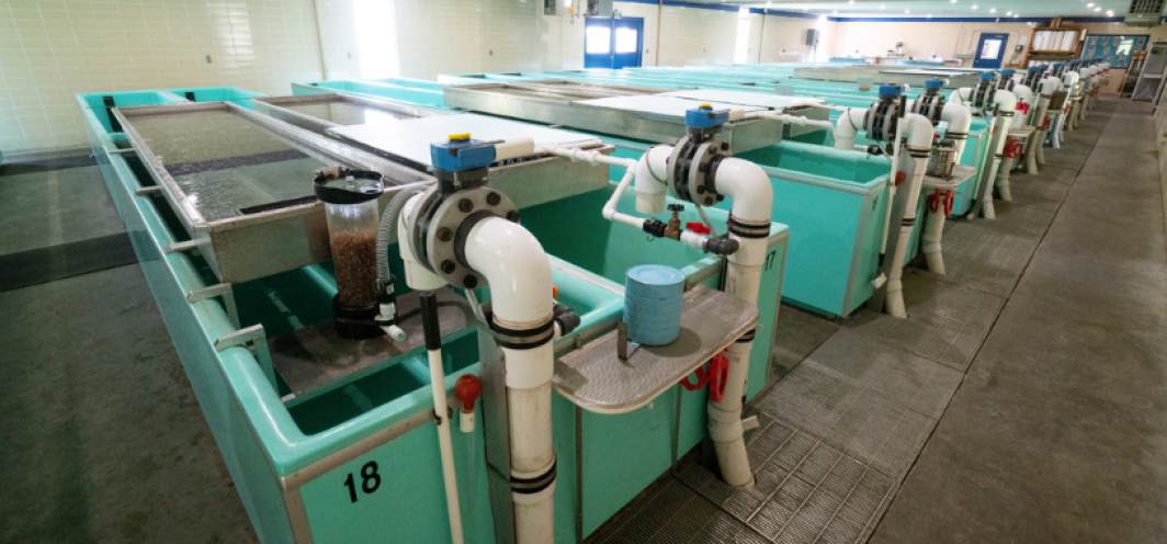 A wide shot from inside the Clark's Fork hatchery building that shows rows of teal-colored fiberglass toughs used for rearing fish